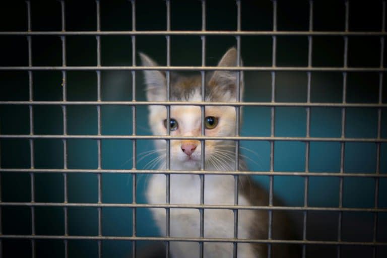 Un chat abandonné, en cage, dans un refuge de la SPA en août 2019 à Gennevilliers, près de Paris (photo d'illustration) - Olivier MORIN © 2019 AFP