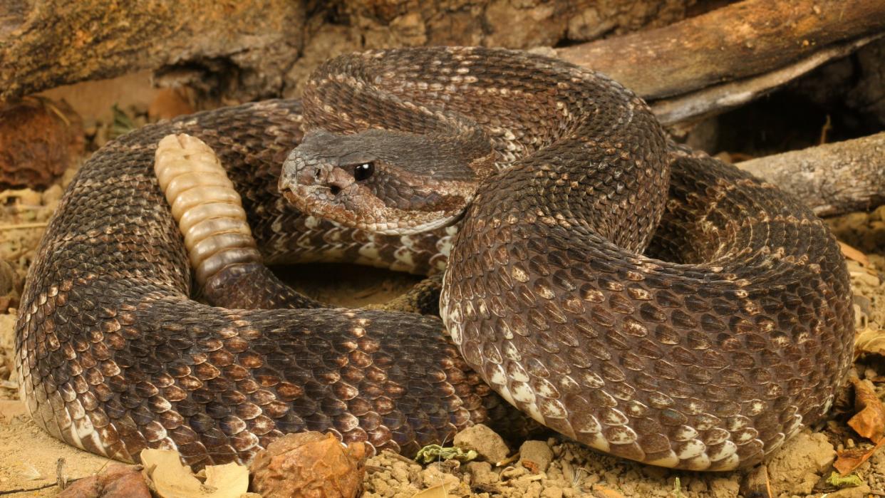  A brown and tan snake in a gravel background 