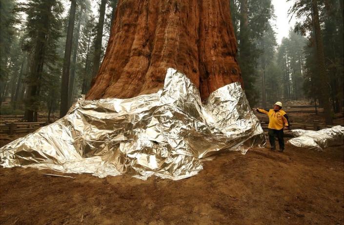 Lors des incendies de forêt cette année, l'énorme arbre General Sherman a été enveloppé dans une isolation protectrice