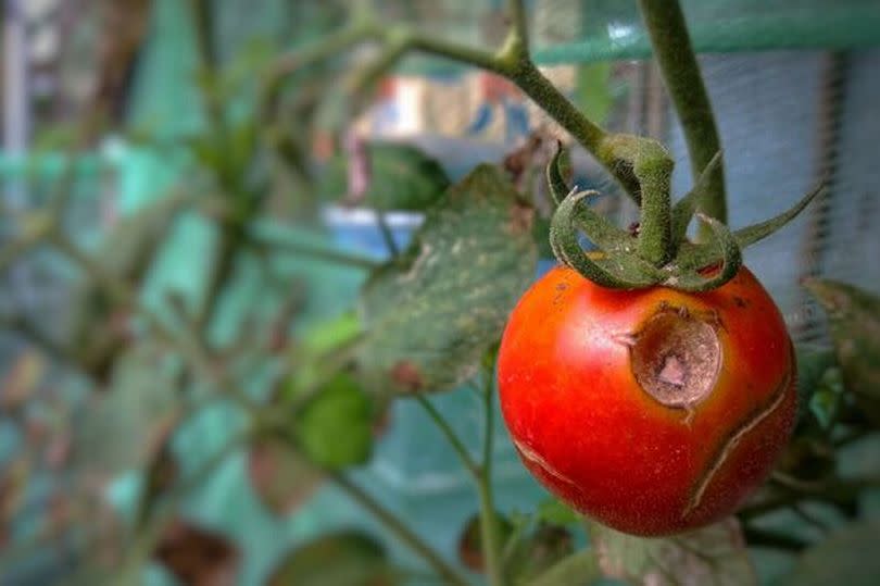 rotting red tomatoes on the tree