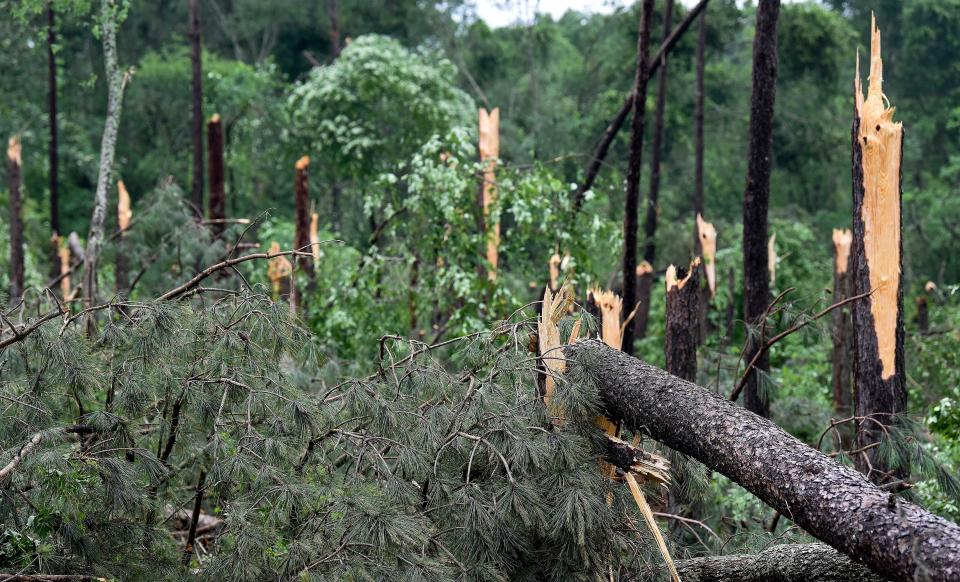 Snapped off pine trees are seen as cleanup work continues on Wednesday May 5, 2021 in Prattville, Ala., after a storm hit the area on Tuesday evening.