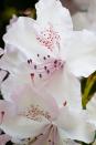 <p>These are a type of rhododendron (with an unusual name) that feature purple or brown freckling on their funnel-shaped, pink-tinged petals. </p><p><strong>Bloom seasons: </strong>Spring, summer, fall</p><p><a class="link " href="https://www.amazon.com/Scuddles-Garden-Tools-Set-Gardening/dp/B07621FLPW/ref=sr_1_3_sspa?keywords=gardening+kit&qid=1584129763&sr=8-3-spons&psc=1&spLa=ZW5jcnlwdGVkUXVhbGlmaWVyPUEzRzFTWUVQSTFQTDFRJmVuY3J5cHRlZElkPUEwMDMzOTg2MkVDV0dSUUVSWVlOVyZlbmNyeXB0ZWRBZElkPUEwMTYyMTE3VVZYMUc5OVhJTDY1JndpZGdldE5hbWU9c3BfYXRmJmFjdGlvbj1jbGlja1JlZGlyZWN0JmRvTm90TG9nQ2xpY2s9dHJ1ZQ%3D%3D&tag=syn-yahoo-20&ascsubtag=%5Bartid%7C10063.g.35661704%5Bsrc%7Cyahoo-us" rel="nofollow noopener" target="_blank" data-ylk="slk:SHOP GARDENING KIT;elm:context_link;itc:0;sec:content-canvas">SHOP GARDENING KIT</a></p>