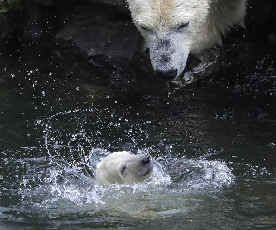 A female polar bear baby swims with its mother Tonja through their enclosure at the Tierpark zoo in Berlin, Friday, March 15, 2019. The still unnamed bear, born Dec. 1, 2018 at the Tierpark, is presented to the public for the first time. (AP Photo/Markus Schreiber)