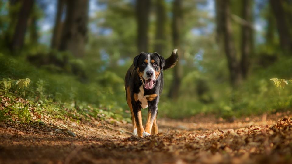 a greater Swiss mountain dog trots down a forest path toward the camera