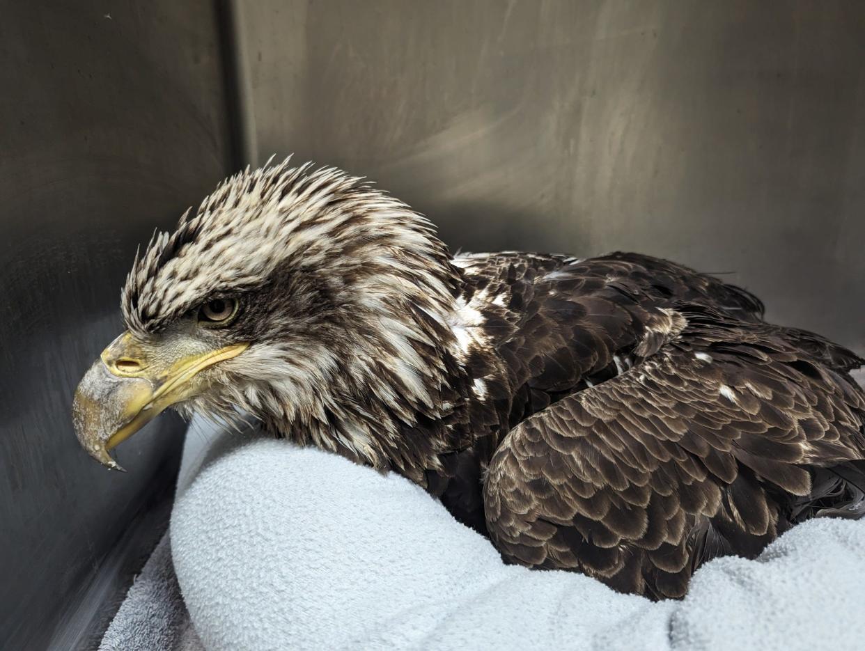 Humane Indiana Wildlife, based in Valparaiso, tried but couldn't save this bald eagle from Potato Creek State Park from lead poisoning on Jan. 29, 2024.