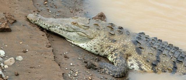 Burundi : un crocodile mangeur d'hommes sème la terreur