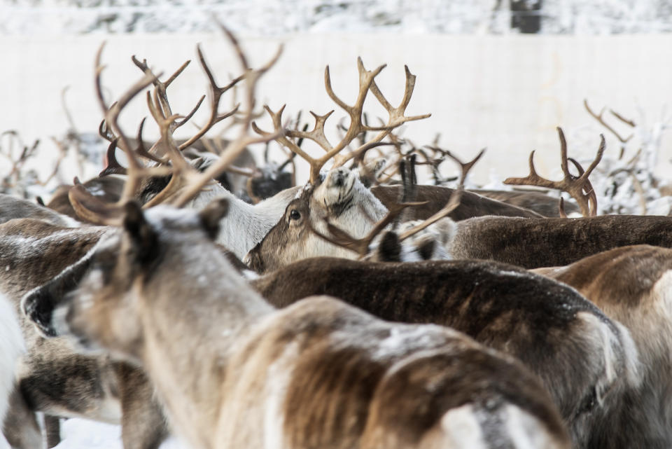 In this Tuesday, Nov. 26, 2019, Reindeer in a temporary corral in Rakten, outside of Jokkmokk, before being transported to winter pastures. A collaboration between reindeer herders and scientists is attempting to shed light on dramatic weather changes and develop tools to better predict weather events and their impacts. Unusual weather patterns in Sweden’s arctic region seem to be jeopardising the migrating animals’ traditional grazing grounds, as rainfall during the winter has led to thick layers of snowy ice that block access to food. (AP Photo/Malin Moberg)