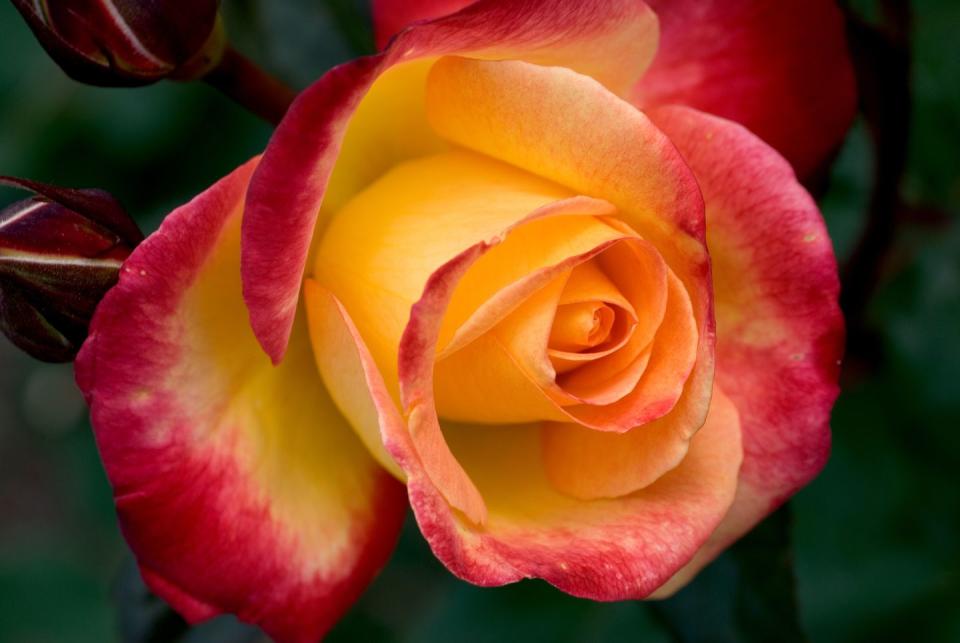 Yellow Roses With Red Tips