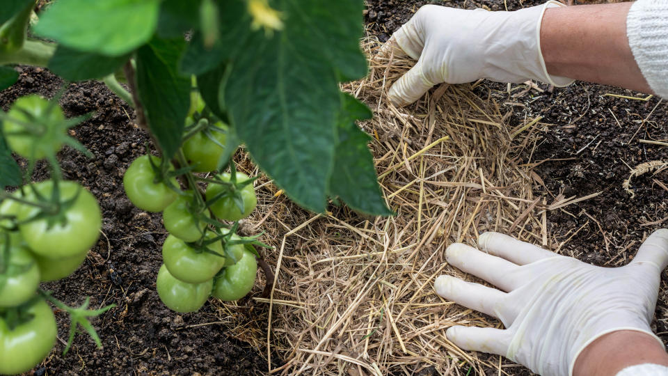 Organic straw mulch being applied by gloved hands to a bed of tomatoes