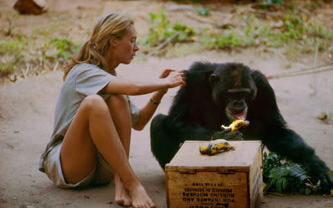 Gombe, Tanzania - David Greybeard was the first chimp to lose his fear of Jane, eventually coming to her camp to steal bananas and allowing Jane to touch and groom him. As the film JANE depicts, Jane and the other Gombe researchers later discontinued feeding and touching the wild chimps. - Credit: National Geographic/National Geographic