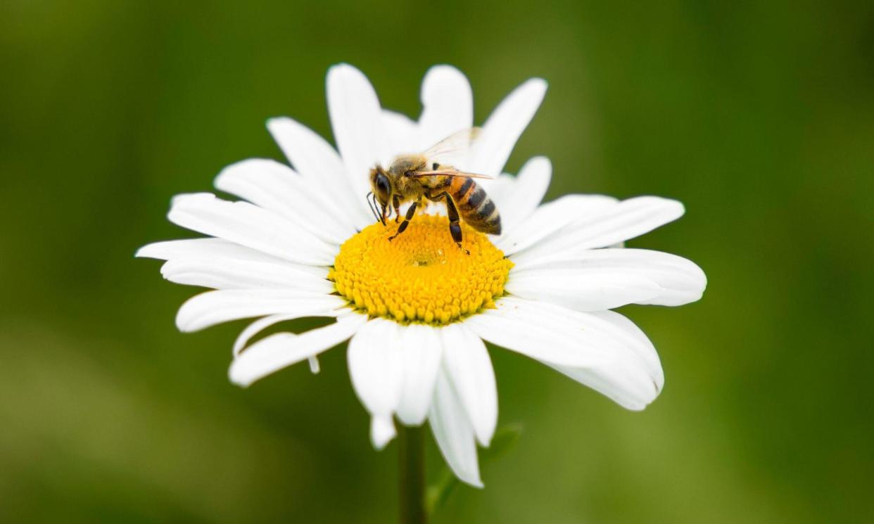 <span>A bee expert has warned that one teaspoon of thiamethoxam is enough to kill 1.25 billion honeybees.</span><span>Photograph: Paul Maguire/Alamy</span>