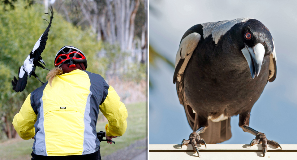 Left - a swooping magpie. Right - a crouching magpie.