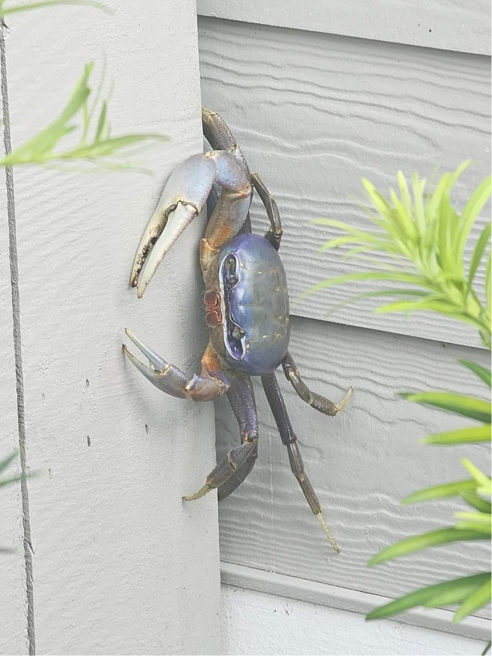 Photo of a blue land crab. Georgia officials asked residents on Wednesday, Dec. 20, 2023 to report any sightings of the invasive species.