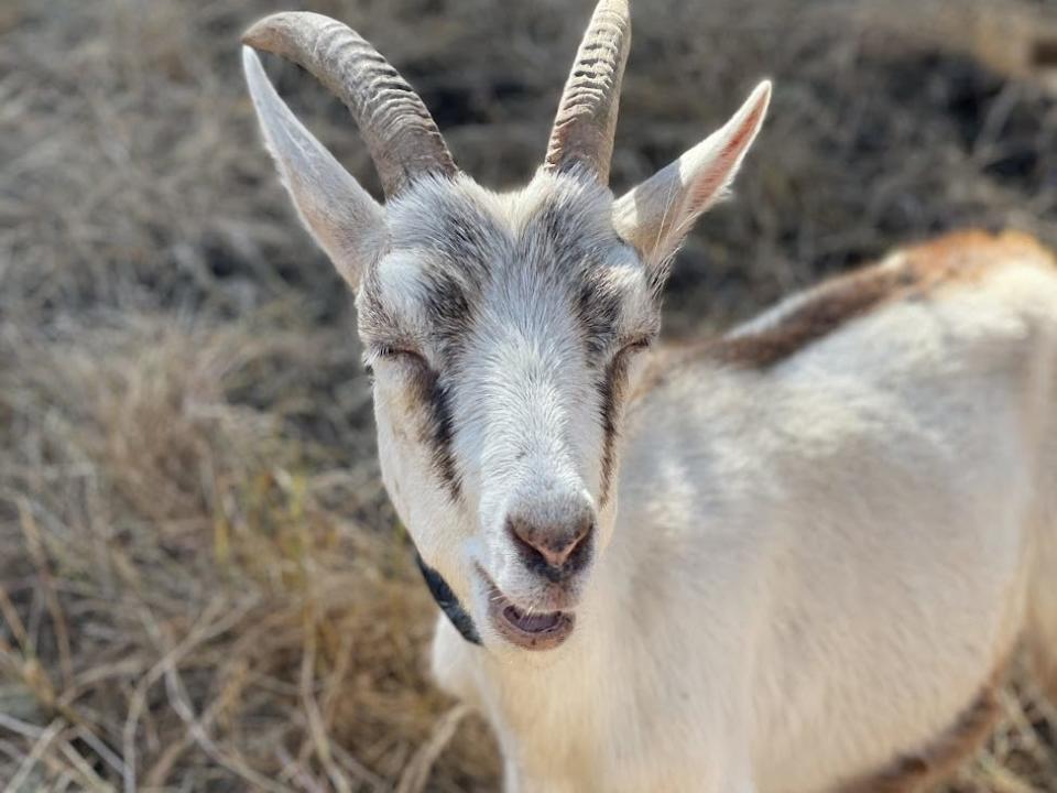 Smaug the Goat appears to smile at the camera.