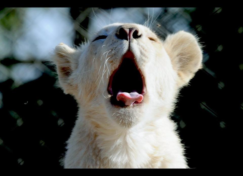 A lion cub yawns at the Lion Park in Johannesburg, during a visit of the Slovenian national football team on June 14, 2010 during the 2010 World Cup in South Africa.