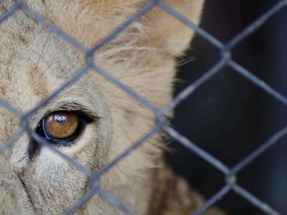 British hunters encouraged by killing of Cecil the lion to shoot more big cats in South Africa’s deadly breeding farms