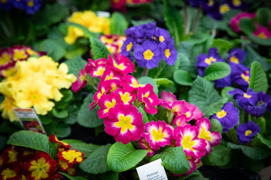 Agriculture Secretary Redding, Bureau of Plant Industry Director Frank Schneider, and industry partners joined together to highlight the recent changes to the ‘fertilizer law’ and discuss how homeowners can be good stewards of their land by using fertilizer appropriately on their properties. Pictured here are flowers