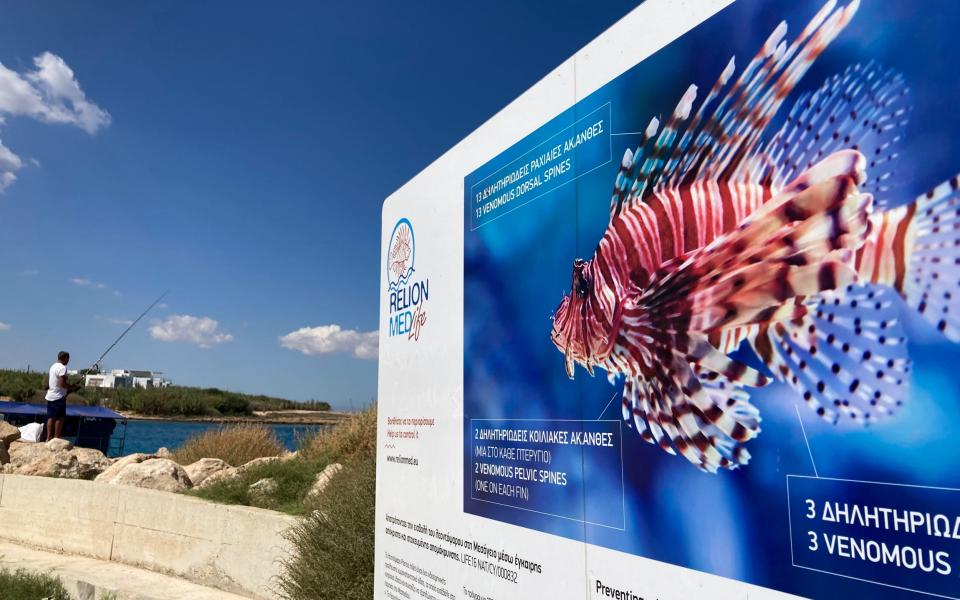 A noticeboard warning of the dangers of the non-native lionfish, now common in Cypriot waters - Nick Squires