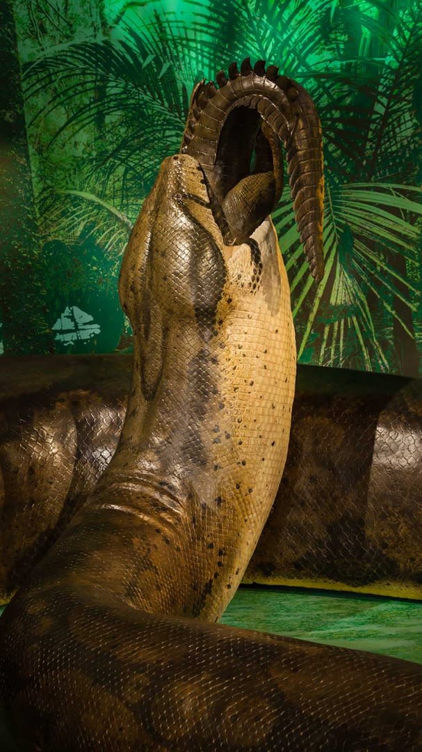 Titanoboa