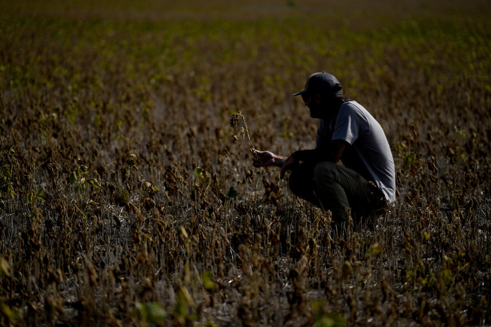 Agronomist engineer Guillermo Lionel Cuitino holds a soybean plant ruined by drought in Pergamino, Argentina, Monday, March 20, 2023. (AP Photo/Natacha Pisarenko)