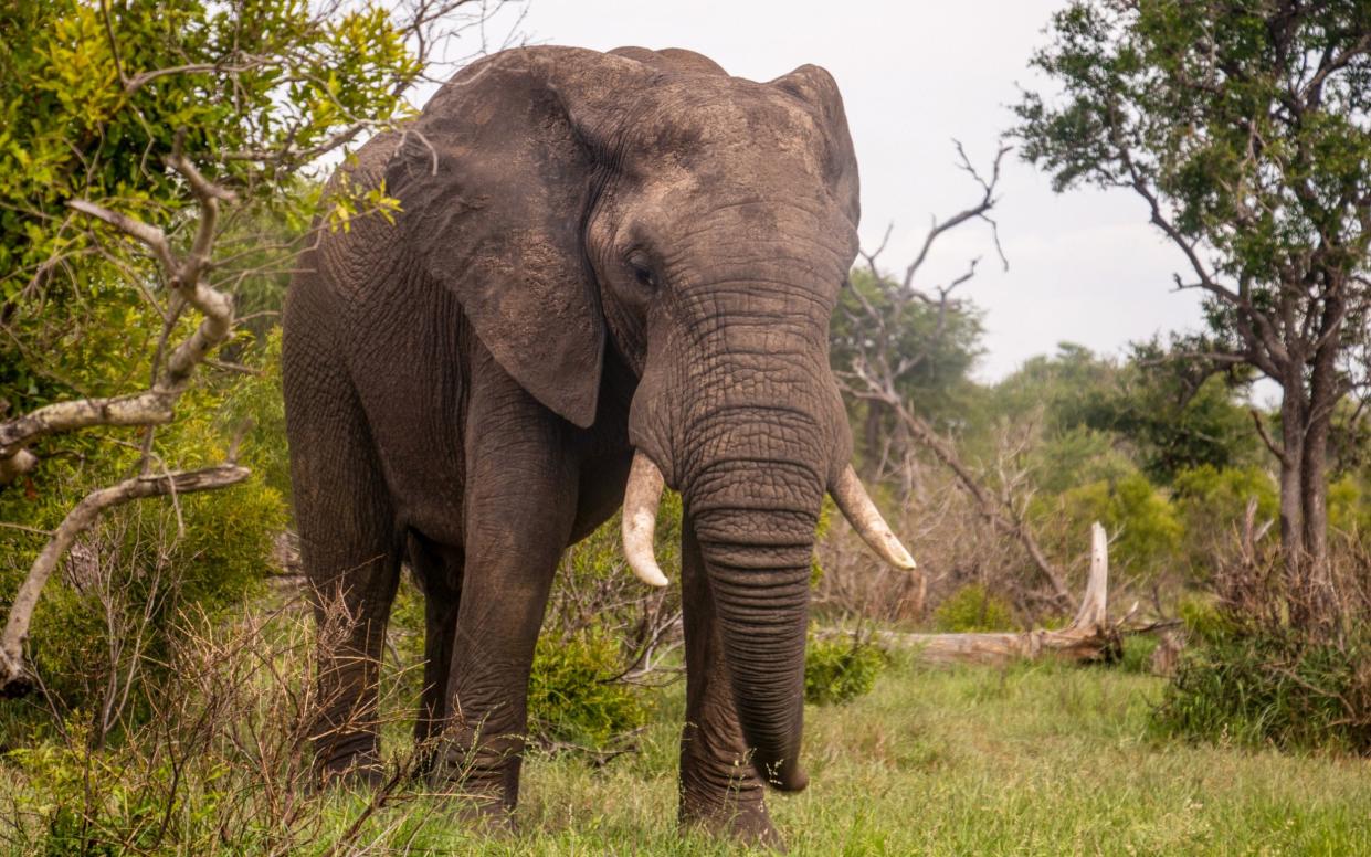 Many African environmentalists claim that Spellar's bill confuses trophy hunting with the poaching of wild animals such as elephants, which are different things