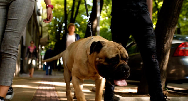 Sanidad repartirá 2,000 botellines para facilitar la limpieza de orines a  propietarios de perros