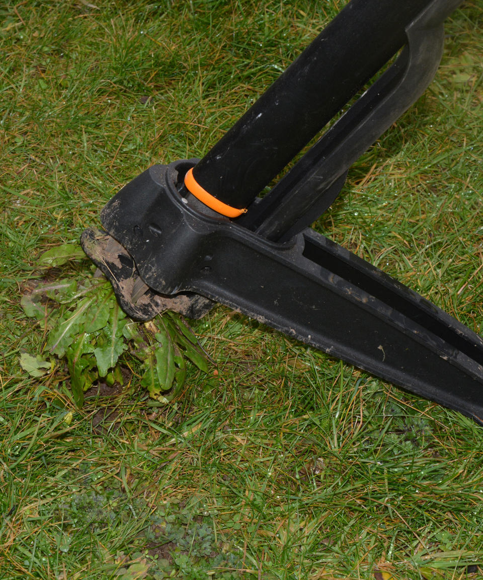 Removing a perennial weed from a lawn using a weed puller