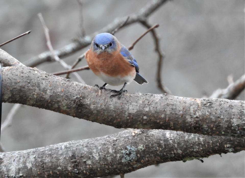 Bluebirds provide welcome color in a monochrome winter landscape.