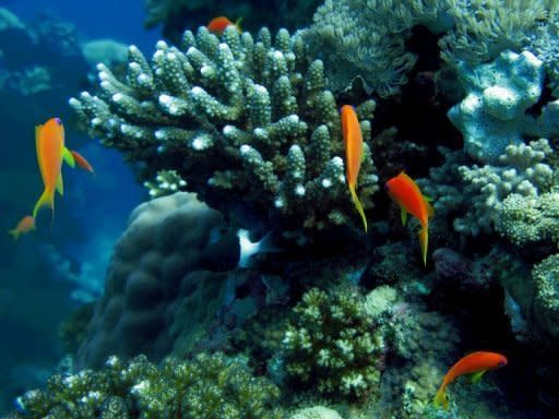 A coral reefs close to the Saudi Red Sea city of Jeddah. More than 2,600 of the world's top marine scientists have warned that coral reefs around the world are in rapid decline and urged immediate global action on climate change to save what remains