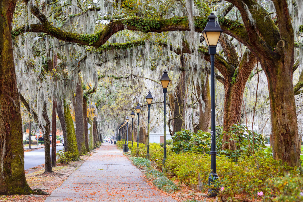  Spanish moss on a street in Savannah, Georgia. 