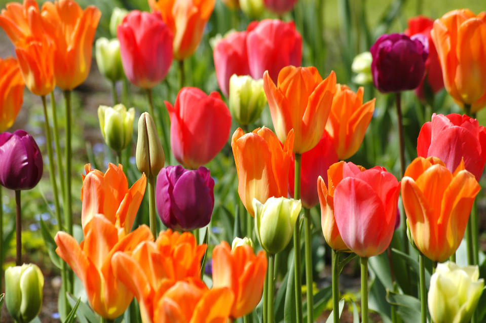 More than seven million tulips, daffodils and hyacinths were planted. (Caters News)