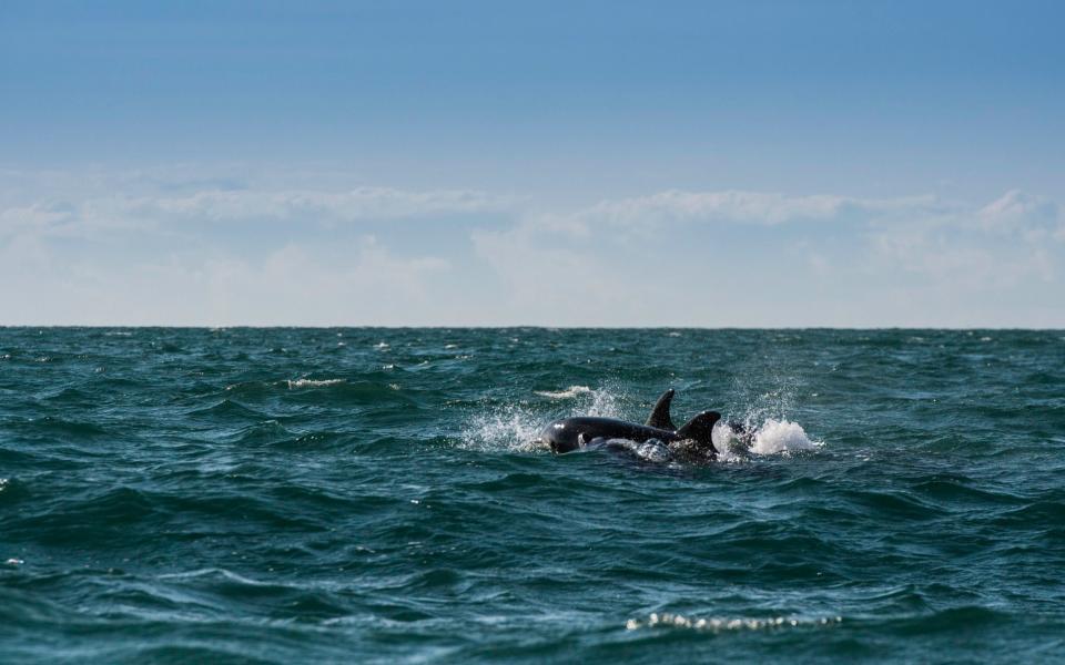 Dolphins off Cardigan Bay