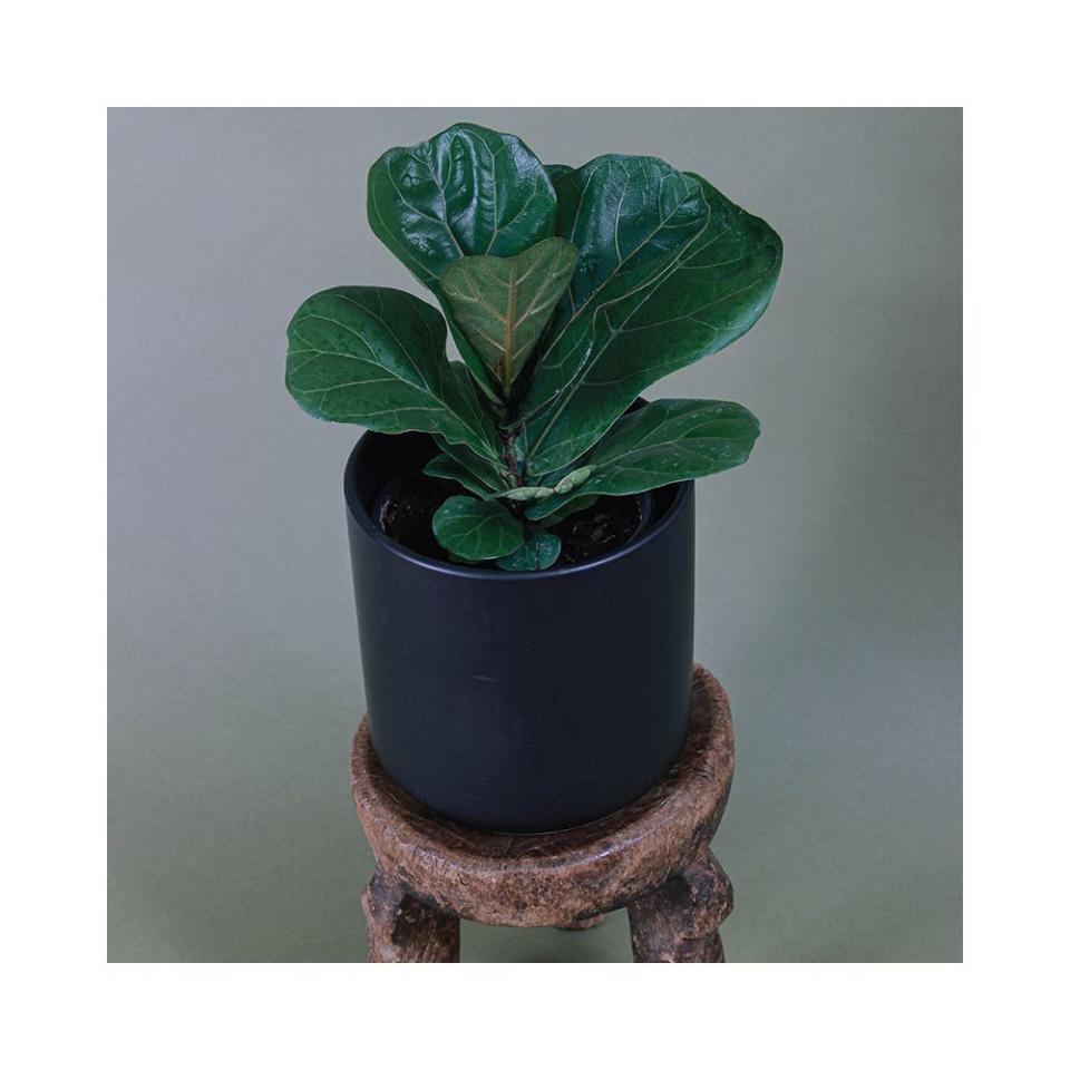 FIDDLE LEAF FIG