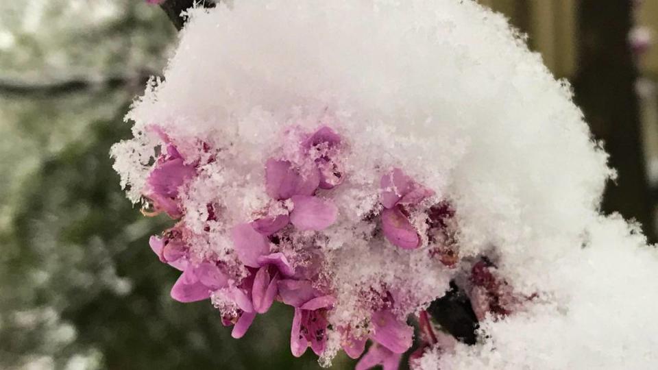 Snow clings to the flowers on a redbud tree in Overland Park Tuesday morning.