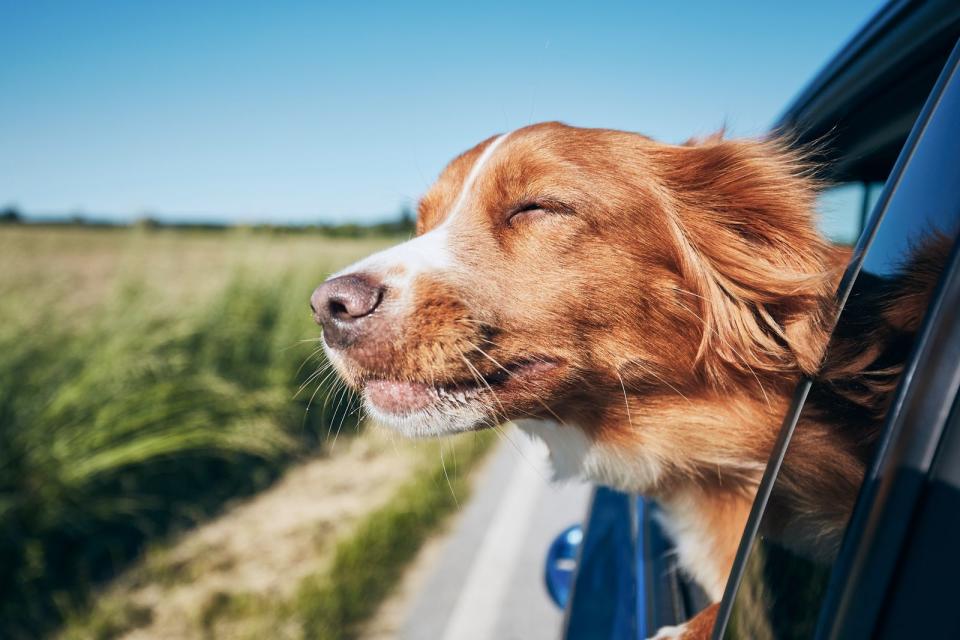 Urlaub mit Hund - Darauf müssen Sie achten