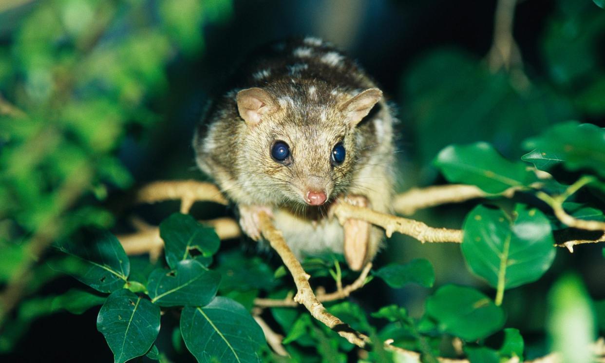 <span>Fighting chance: the endangered northern quoll is being genetically modified to give it resistance against the cane toad’s toxin.</span><span>Photograph: Jason Edwards/Getty Images</span>