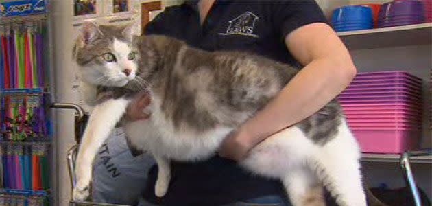 The cat that definitely got the cream. Chubby Toby weighs a whopping 15kg. Photo: 7News