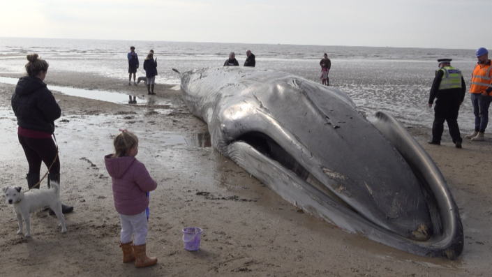 Gente que rodea una ballena muerta