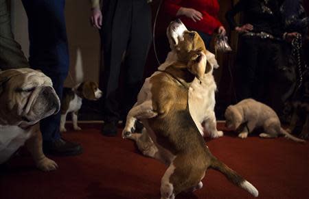 A beagle stands on its hind legs at the American Kennel Club (AKC) in New York January 31, 2014. REUTERS/Eric Thayer