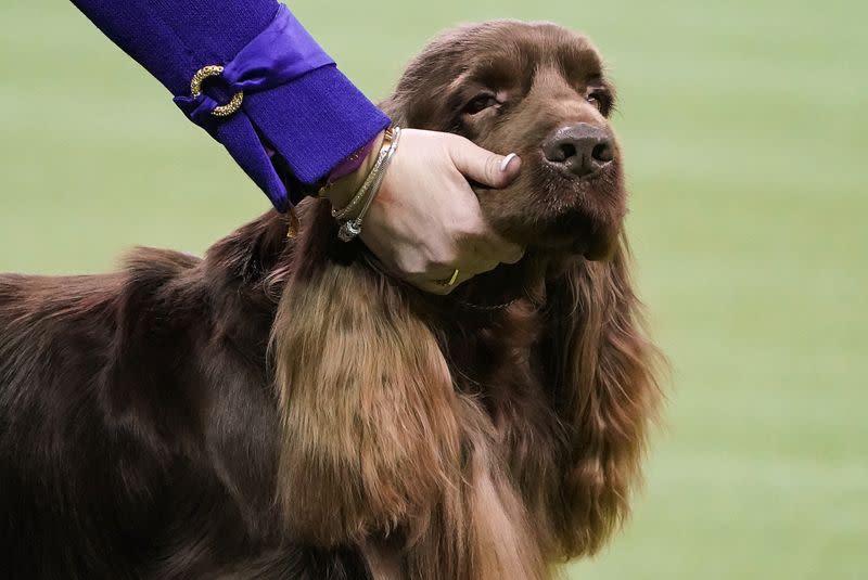 2020 Westminster Kennel Club Dog Show at Madison Square Garden in New York City