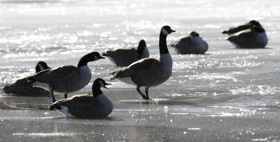 Geese are seen on a frozen section of a pond, Tuesday, Jan. 7, 2014, in Fairfax, Va. The National Weather Service said the mercury bottomed out at 3 degrees before sunrise at Baltimore-Washington Thurgood Marshal International Airport, with a wind chill of minus 16. (AP Photo/Luis M. Alvarez)