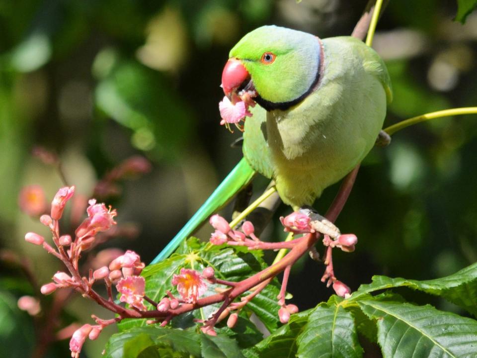 Ring-necked parakeets are now commonplace across some parts of the UK: Matthew Stadlen