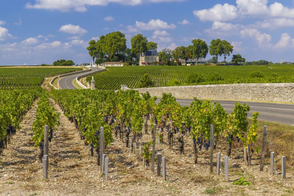 typical vineyards near chateau latour, bordeaux, aquitaine, france