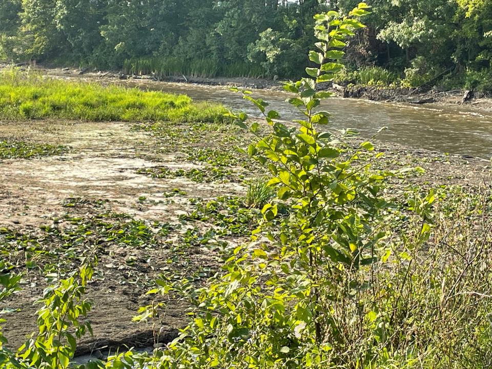 Wetlands behind a breach in the dam on the Maple River west of Elsie in Duplain Township on Saturday, Aug. 19, 2023.