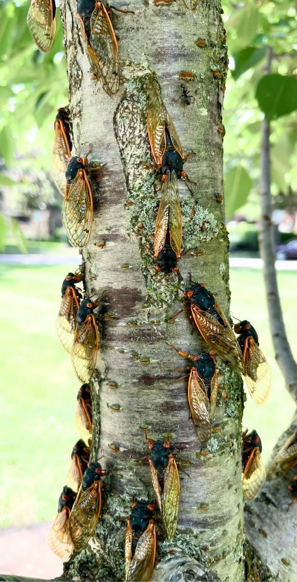 group of adult periodical cicadas on a tree trunk, neighborhood in background