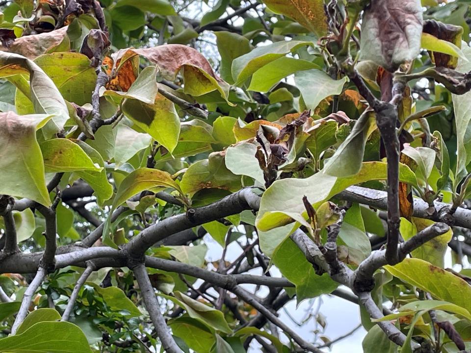 Frost damage on saucer magnolia