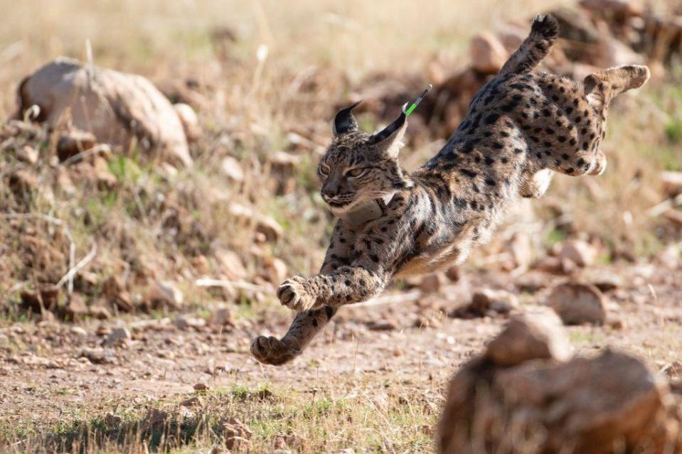 Lince ibérico