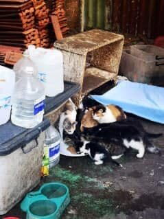 Both adult cats and kittens are seen here around a plate of food. They need saving from a garage in Kingsford.