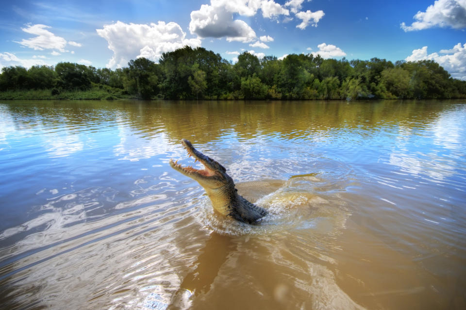 The incident happened on the Adelaide River in Darwin (pictured). Source: Getty Images