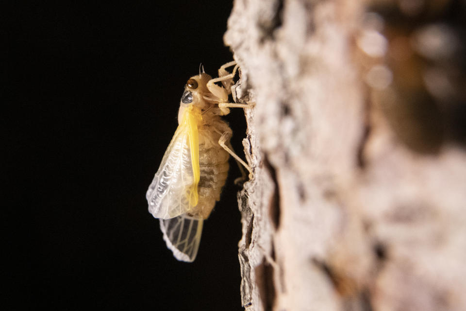 A cicada is seen after shedding its nymph shell on the trunk of a tree, early Monday, May 24, 2021, in Lutherville-Timonium, Md. (AP Photo/Julio Cortez)